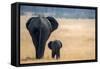 Little and Large, elephant calf and mother, Hwange National Park, Zimbabwe, Africa-Karen Deakin-Framed Stretched Canvas