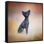 Little Angel Yorkie Poo-Jai Johnson-Framed Stretched Canvas