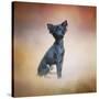 Little Angel Yorkie Poo-Jai Johnson-Stretched Canvas