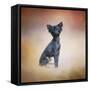 Little Angel Yorkie Poo-Jai Johnson-Framed Stretched Canvas