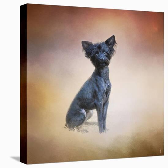 Little Angel Yorkie Poo-Jai Johnson-Stretched Canvas