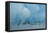 Little Auks (Alle Alle) Flying Low Above Surface in Front of Iceberg-Danny Green-Framed Stretched Canvas