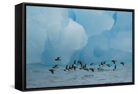 Little Auks (Alle Alle) Flying Low Above Surface in Front of Iceberg-Danny Green-Framed Stretched Canvas