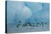 Little Auks (Alle Alle) Flying Low Above Surface in Front of Iceberg-Danny Green-Stretched Canvas