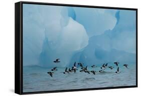 Little Auks (Alle Alle) Flying Low Above Surface in Front of Iceberg-Danny Green-Framed Stretched Canvas