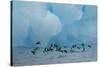 Little Auks (Alle Alle) Flying Low Above Surface in Front of Iceberg-Danny Green-Stretched Canvas