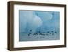 Little Auks (Alle Alle) Flying Low Above Surface in Front of Iceberg-Danny Green-Framed Photographic Print