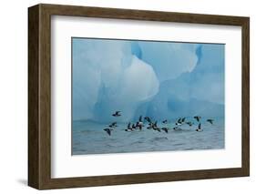 Little Auks (Alle Alle) Flying Low Above Surface in Front of Iceberg-Danny Green-Framed Photographic Print