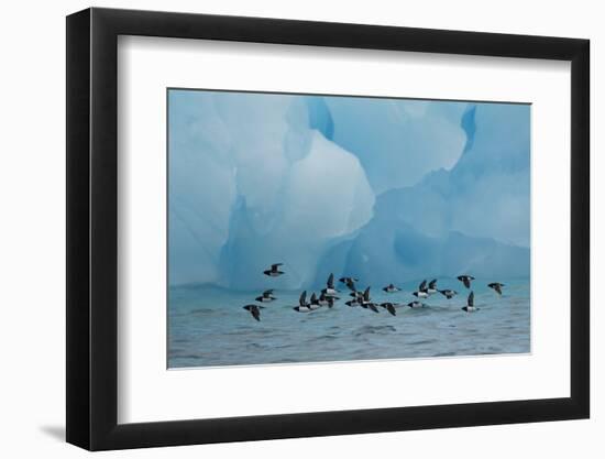 Little Auks (Alle Alle) Flying Low Above Surface in Front of Iceberg-Danny Green-Framed Photographic Print