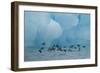 Little Auks (Alle Alle) Flying Low Above Surface in Front of Iceberg-Danny Green-Framed Photographic Print