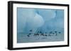 Little Auks (Alle Alle) Flying Low Above Surface in Front of Iceberg-Danny Green-Framed Photographic Print