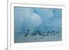 Little Auks (Alle Alle) Flying Low Above Surface in Front of Iceberg-Danny Green-Framed Photographic Print