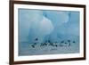 Little Auks (Alle Alle) Flying Low Above Surface in Front of Iceberg-Danny Green-Framed Photographic Print