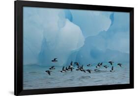 Little Auks (Alle Alle) Flying Low Above Surface in Front of Iceberg-Danny Green-Framed Photographic Print