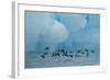 Little Auks (Alle Alle) Flying Low Above Surface in Front of Iceberg-Danny Green-Framed Photographic Print