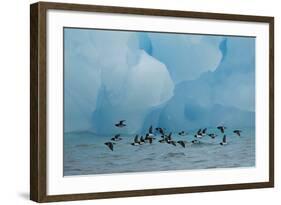 Little Auks (Alle Alle) Flying Low Above Surface in Front of Iceberg-Danny Green-Framed Photographic Print