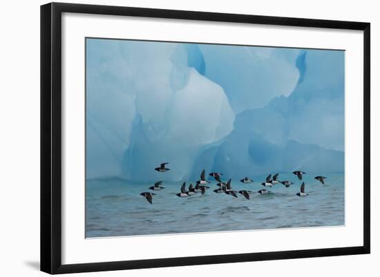 Little Auks (Alle Alle) Flying Low Above Surface in Front of Iceberg-Danny Green-Framed Photographic Print