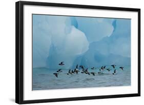 Little Auks (Alle Alle) Flying Low Above Surface in Front of Iceberg-Danny Green-Framed Photographic Print