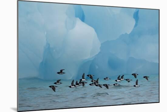 Little Auks (Alle Alle) Flying Low Above Surface in Front of Iceberg-Danny Green-Mounted Photographic Print