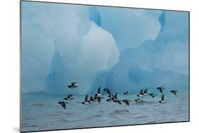 Little Auks (Alle Alle) Flying Low Above Surface in Front of Iceberg-Danny Green-Mounted Photographic Print