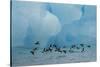 Little Auks (Alle Alle) Flying Low Above Surface in Front of Iceberg-Danny Green-Stretched Canvas