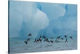 Little Auks (Alle Alle) Flying Low Above Surface in Front of Iceberg-Danny Green-Stretched Canvas