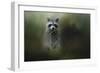 Little Bandit-Jai Johnson-Framed Giclee Print