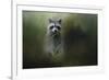 Little Bandit-Jai Johnson-Framed Giclee Print