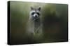 Little Bandit-Jai Johnson-Stretched Canvas