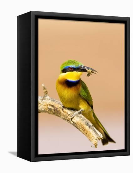 Little Bee-Eater Bird on Limb With Bee in Beak, Kenya-Joanne Williams-Framed Stretched Canvas