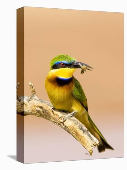 Little Bee-Eater Bird on Limb With Bee in Beak, Kenya-Joanne Williams-Stretched Canvas