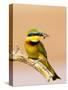 Little Bee-Eater Bird on Limb With Bee in Beak, Kenya-Joanne Williams-Stretched Canvas