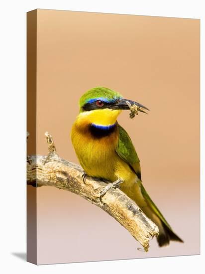 Little Bee-Eater Bird on Limb With Bee in Beak, Kenya-Joanne Williams-Stretched Canvas