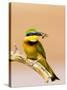 Little Bee-Eater Bird on Limb With Bee in Beak, Kenya-Joanne Williams-Stretched Canvas