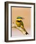 Little Bee-Eater Bird on Limb With Bee in Beak, Kenya-Joanne Williams-Framed Photographic Print