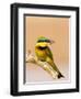 Little Bee-Eater Bird on Limb With Bee in Beak, Kenya-Joanne Williams-Framed Photographic Print