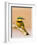 Little Bee-Eater Bird on Limb With Bee in Beak, Kenya-Joanne Williams-Framed Photographic Print