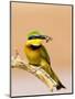 Little Bee-Eater Bird on Limb With Bee in Beak, Kenya-Joanne Williams-Mounted Photographic Print