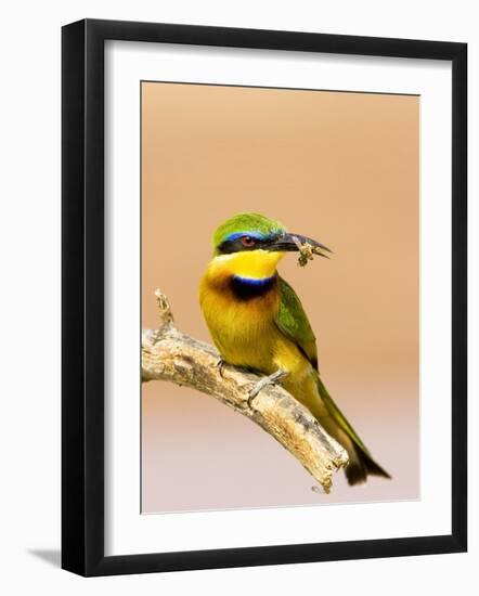 Little Bee-Eater Bird on Limb With Bee in Beak, Kenya-Joanne Williams-Framed Photographic Print