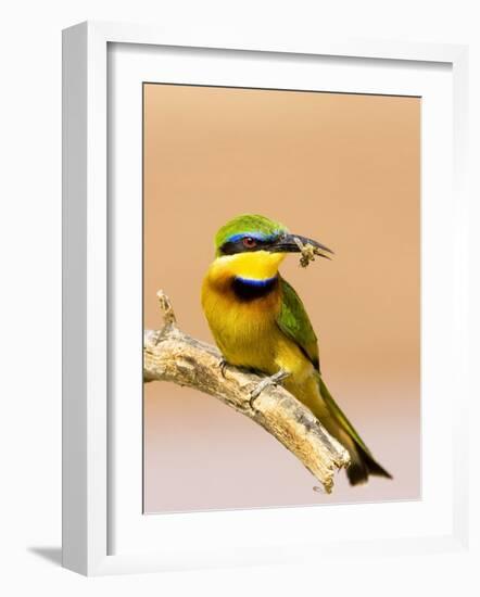 Little Bee-Eater Bird on Limb With Bee in Beak, Kenya-Joanne Williams-Framed Photographic Print