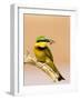 Little Bee-Eater Bird on Limb With Bee in Beak, Kenya-Joanne Williams-Framed Photographic Print