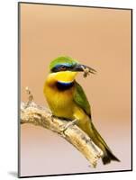 Little Bee-Eater Bird on Limb With Bee in Beak, Kenya-Joanne Williams-Mounted Photographic Print