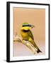 Little Bee-Eater Bird on Limb With Bee in Beak, Kenya-Joanne Williams-Framed Photographic Print