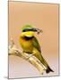 Little Bee-Eater Bird on Limb With Bee in Beak, Kenya-Joanne Williams-Mounted Photographic Print