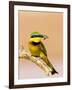 Little Bee-Eater Bird on Limb With Bee in Beak, Kenya-Joanne Williams-Framed Photographic Print