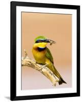 Little Bee-Eater Bird on Limb With Bee in Beak, Kenya-Joanne Williams-Framed Photographic Print