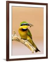 Little Bee-Eater Bird on Limb With Bee in Beak, Kenya-Joanne Williams-Framed Photographic Print