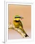 Little Bee-Eater Bird on Limb With Bee in Beak, Kenya-Joanne Williams-Framed Photographic Print