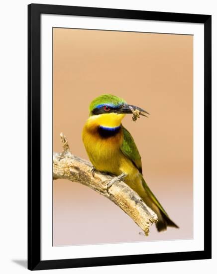 Little Bee-Eater Bird on Limb With Bee in Beak, Kenya-Joanne Williams-Framed Photographic Print