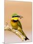 Little Bee-Eater Bird on Limb With Bee in Beak, Kenya-Joanne Williams-Mounted Photographic Print